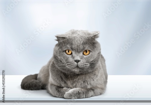 Cute big gray lovely cats lays on desk