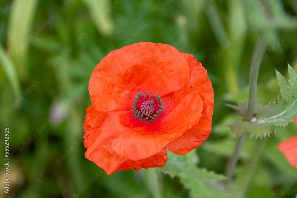 beautiful bright red poppy with a blurred green background beautiful bright red poppy with a blurred green background