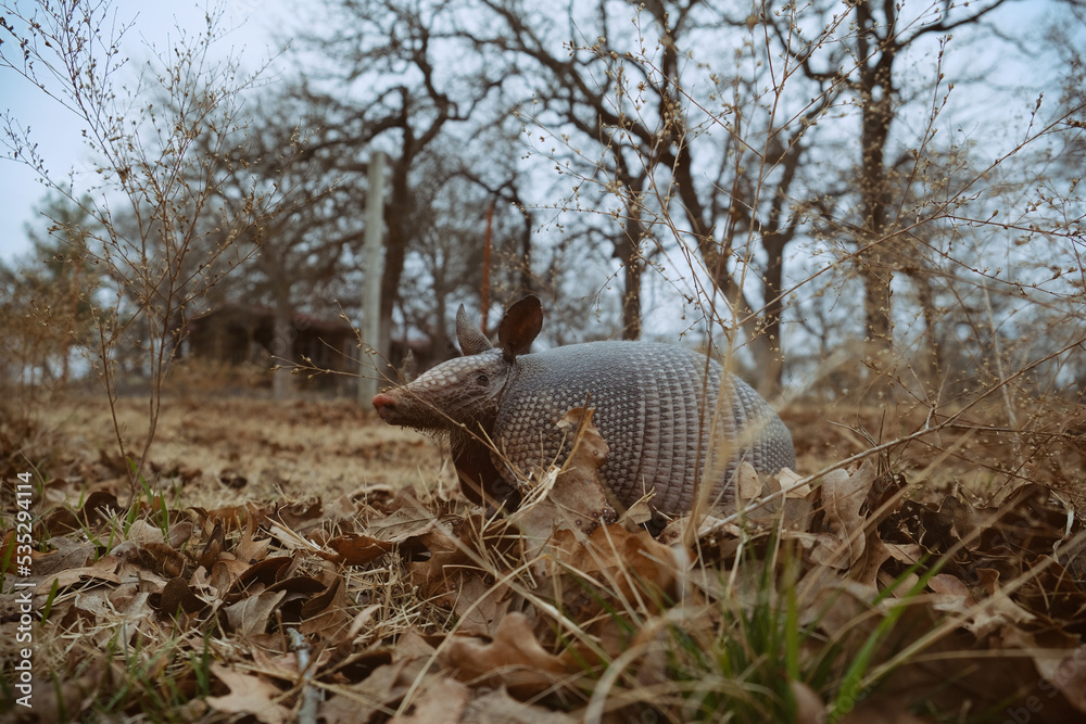 Fototapeta premium Nine-banded armadillo in Texas yard during winter.