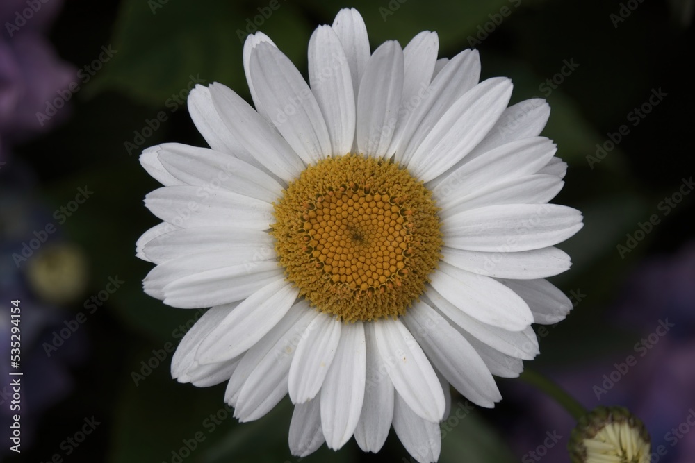 Obraz premium daisy in the garden