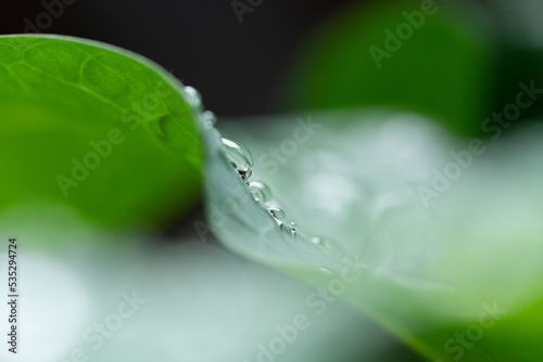 Macro photography of beautiful rain drops on green leaf in the morning. Close up leaf texture in nature. Natural background