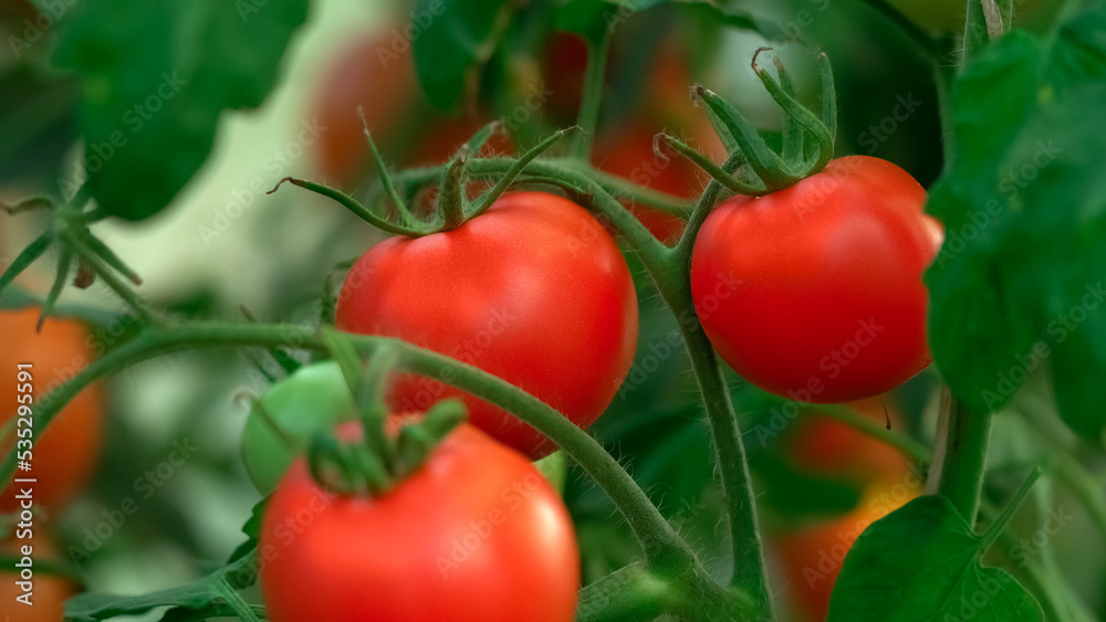 Close up of red ripe tomato from branch in greenhouse. Vegetables. Harvesting, crop, farming, agriculture