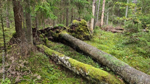 Large trees are knocked to ground in the forest after strong hurricane