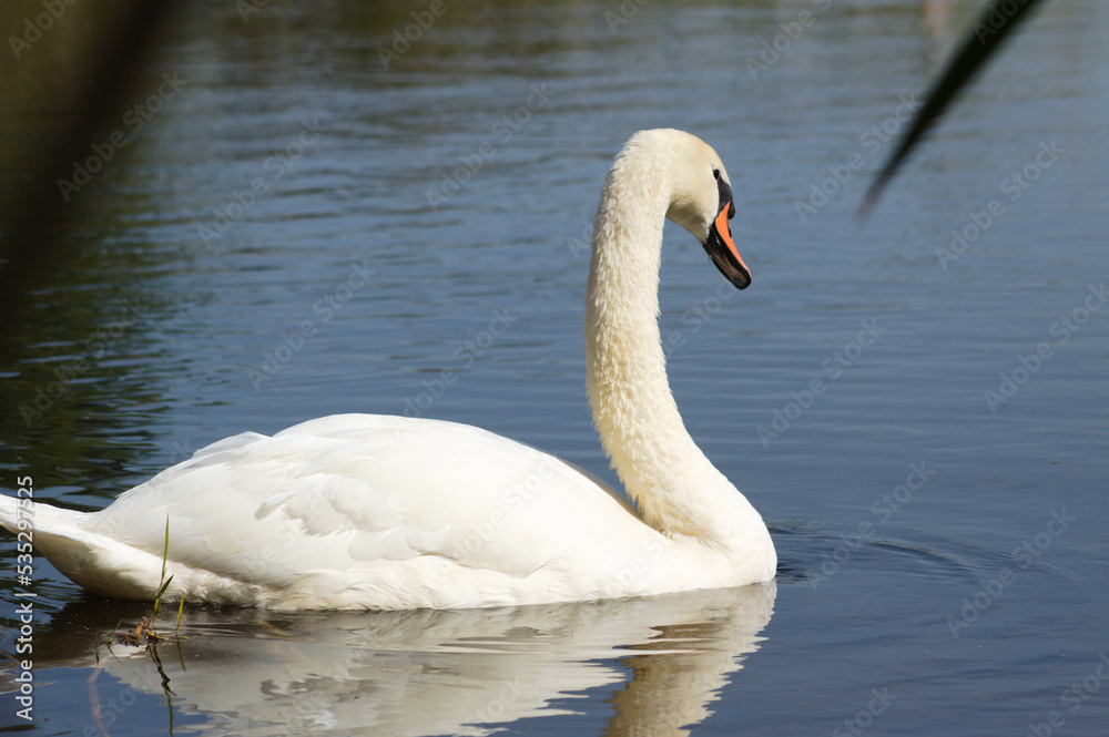 Closeup of swan swimming on water with reflections on rippled lake Closeup of swan swimming on water with reflections on rippled lake