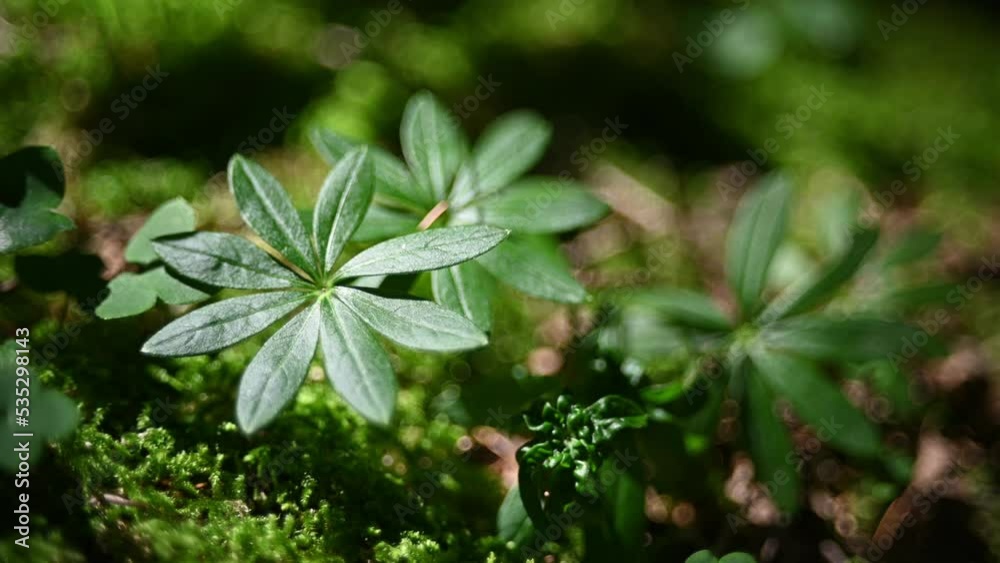 Leaves in a summer forest