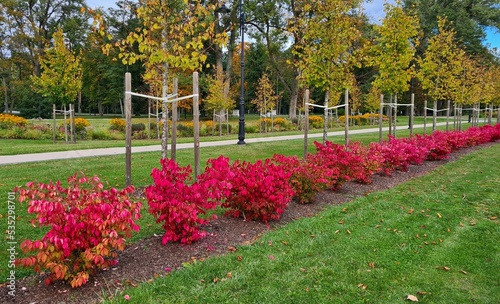 In the city park bright colors on flower beds in the first days of autumn © Anatolijs