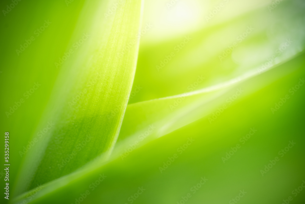 Macro photography of beautiful rain drops on dark green leaf in the morning. Close up leaf texture in nature. Natural background Macro photography of beautiful rain drops on dark green leaf in the morning. Close up leaf texture in nature. Natural background