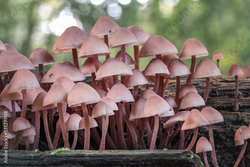 close-up picture of mushroom, mycena haematopus, commonly known as the bleeding fairy helmet, the burgundydrop bonnet, or the bleeding mycena, is a species of fungus in the mycenaceae family photo