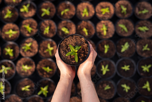 Obraz na plátně Crop person with seedling in pot