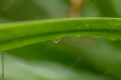 Aloe vera is tropical green plants tolerate hot weather. A close up of green leaves, aloe vera. Aloe vera is a very useful herbal medicine for skin care and hair care that can be used as treatment.