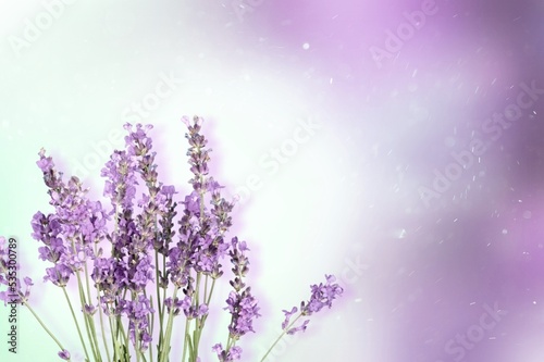 Creative layout from aroma lavender flowers on lilac background.