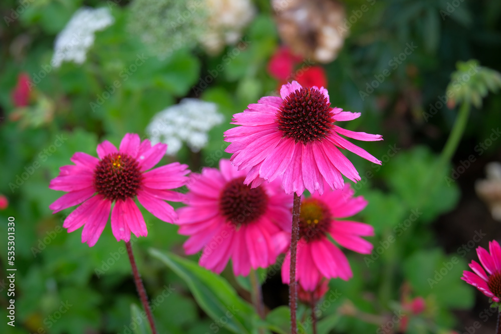 Macro photography of a flower: detail shot of a flower with background blur
