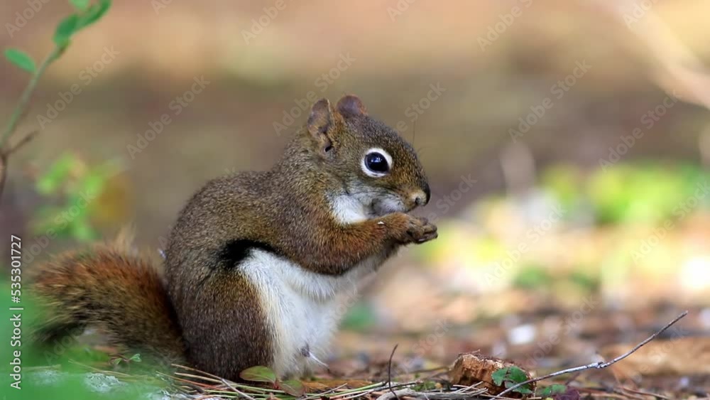 Red Squirrel eating peanut facing right appears to smile fall scene cute. Red Squirrel eating peanut facing right appears to smile fall scene cute.