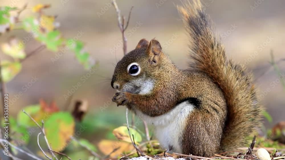Red Squirrel eating a snack facing towards left and then front and puts arms at side cute Red Squirrel eating a snack facing towards left and then front and puts arms at side cute