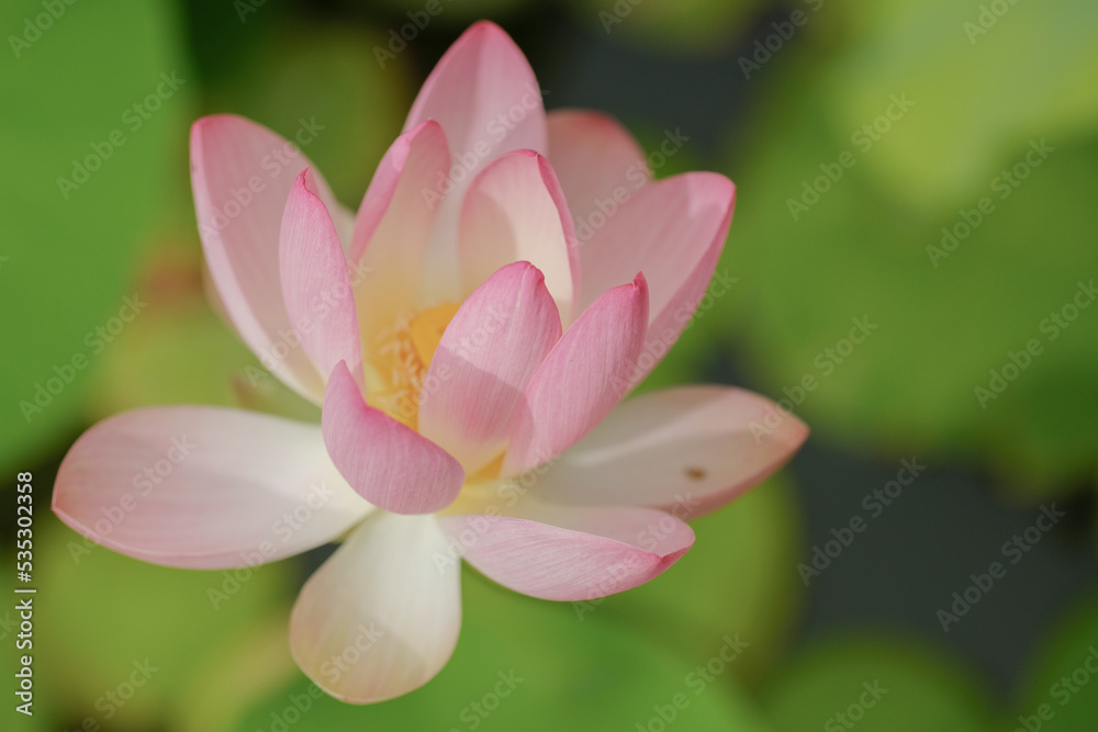 Macro photography of a flower: detail shot of a flower with background blur Macro photography of a flower: detail shot of a flower with background blur
