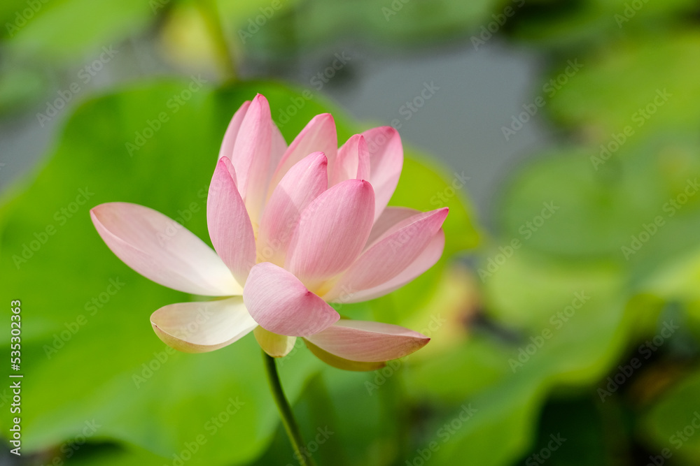 Macro photography of a flower: detail shot of a flower with background blur