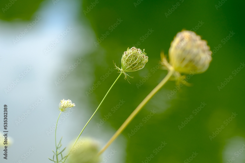 Macro photography of a flower: detail shot of a flower with background blur Macro photography of a flower: detail shot of a flower with background blur
