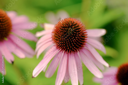 Macro photography of a flower: detail shot of a flower with background blur © Fotomaxe_Ahlbrecht