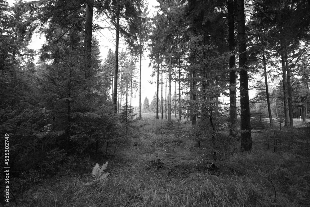Fototapeta premium Reitzenhain, Germany - September 20, 2022: autumnal nature of Ore mountains