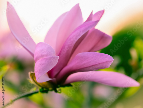 Macro photography of a flower: detail shot of a flower with background blur