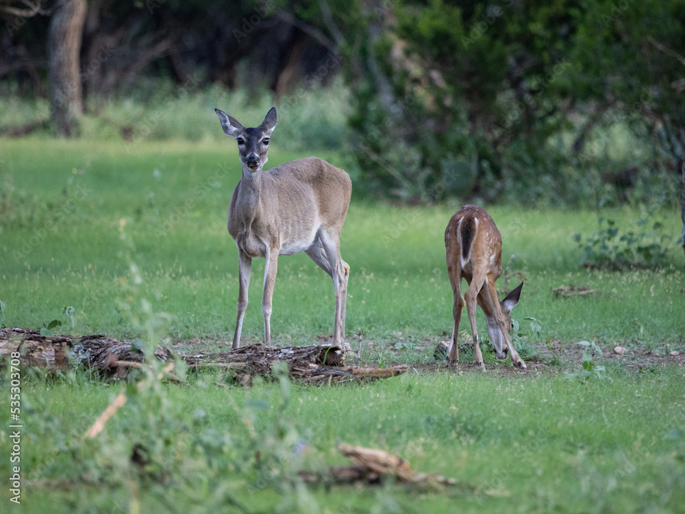 Whitetail doe with fawn. Female whitetail deer with baby Whitetail doe with fawn. Female whitetail deer with baby