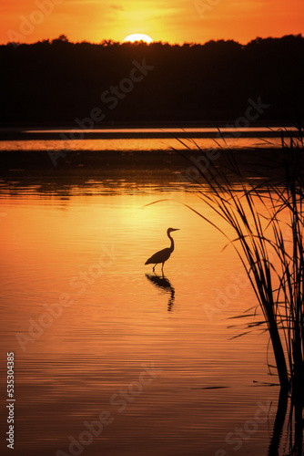Fischreiher am See