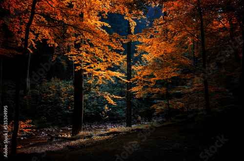 Waldlichtung am Fluss im Herbst 