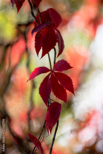 Roter Ahorn 