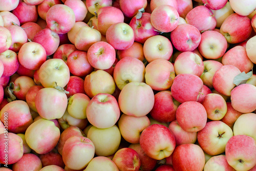 Large mass of Washington Ambrosia apples freshly picked in preparation for distribution to retailers