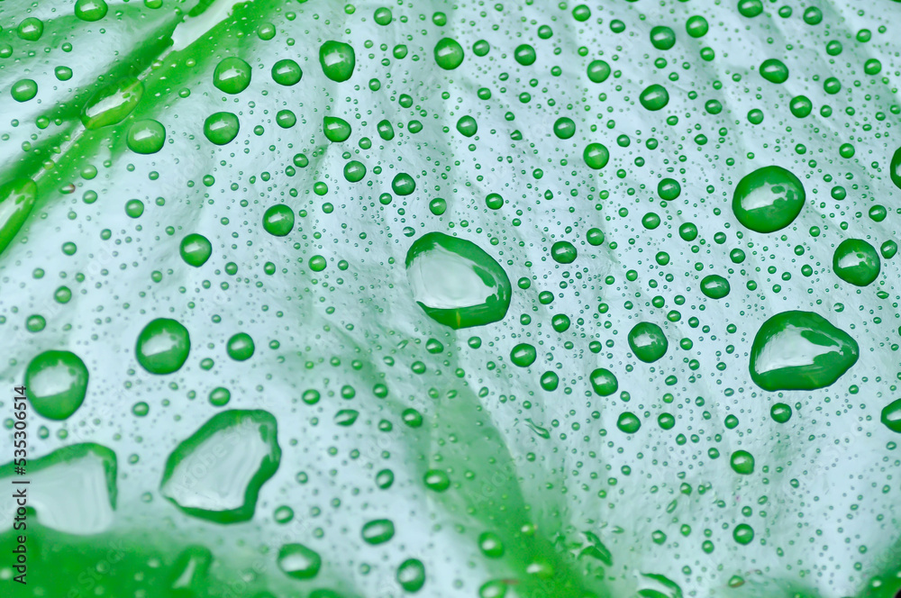 dew drop or rain drop on lotus leaf , leaf in blur background
