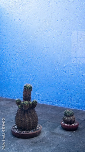 cactus in a house courtyard, blue wall background, texture, stone floor, mexican architecture, luis barragan photo