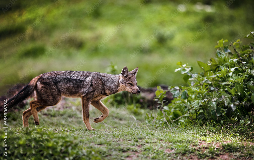 striped jackal walks along the animal path, side view, head lowered, looking down. African savanna, Ngorongoro National Park. close up
