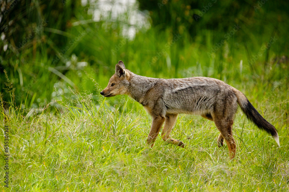 striped jackal walks along the animal path, side view, head lowered, looking down. African savanna, Ngorongoro National Park. close up