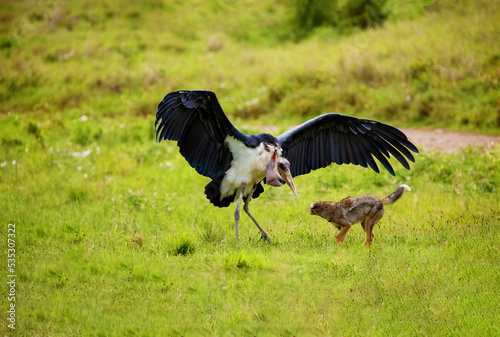 a large marabou fights with a jackal on a green meadow. Africa, ngorongoro reserve photo