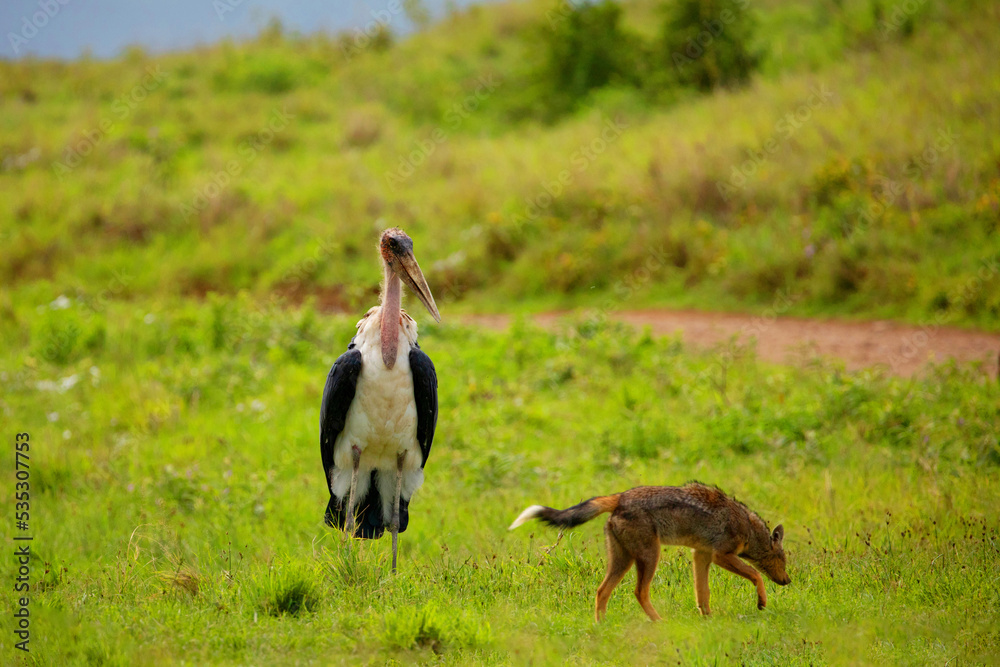 a large marabou standing next to a jackal on a green meadow. Africa, Ngorongoro reserve