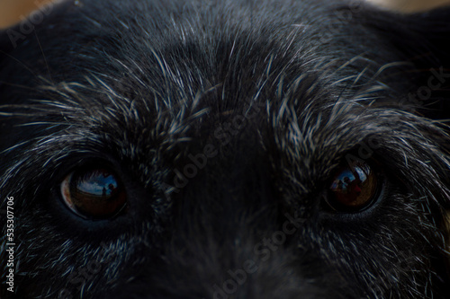 Black dog portrait of only his eyes