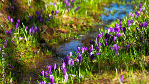 crocus flower blooming along the brook. beautiful nature background in spring