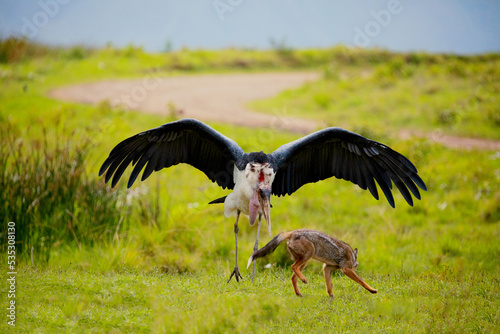 a large marabou fights against jackal on a green meadow. Africa, Ngorongoro reserve photo