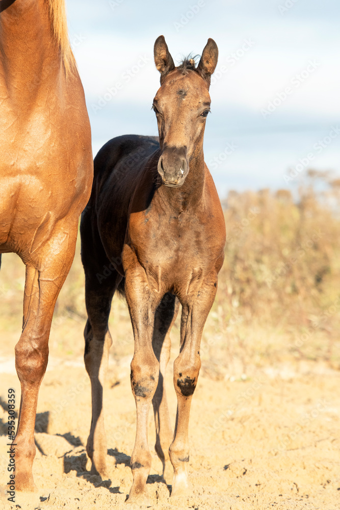  portrait of beautiful black- brown colt posing with mom at sand manege.   sunny fall day