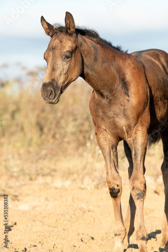  portrait of beautiful black- brown colt posing at sand manege.   sunny fall day © anakondasp