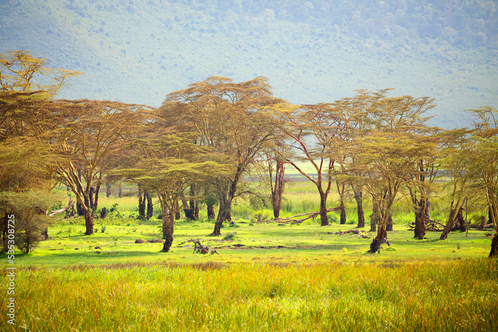 Fototapeta premium beautiful African landscape with acacia. Mountains, trees, green grass, the sky in the clouds. Ngorongoro, Africa