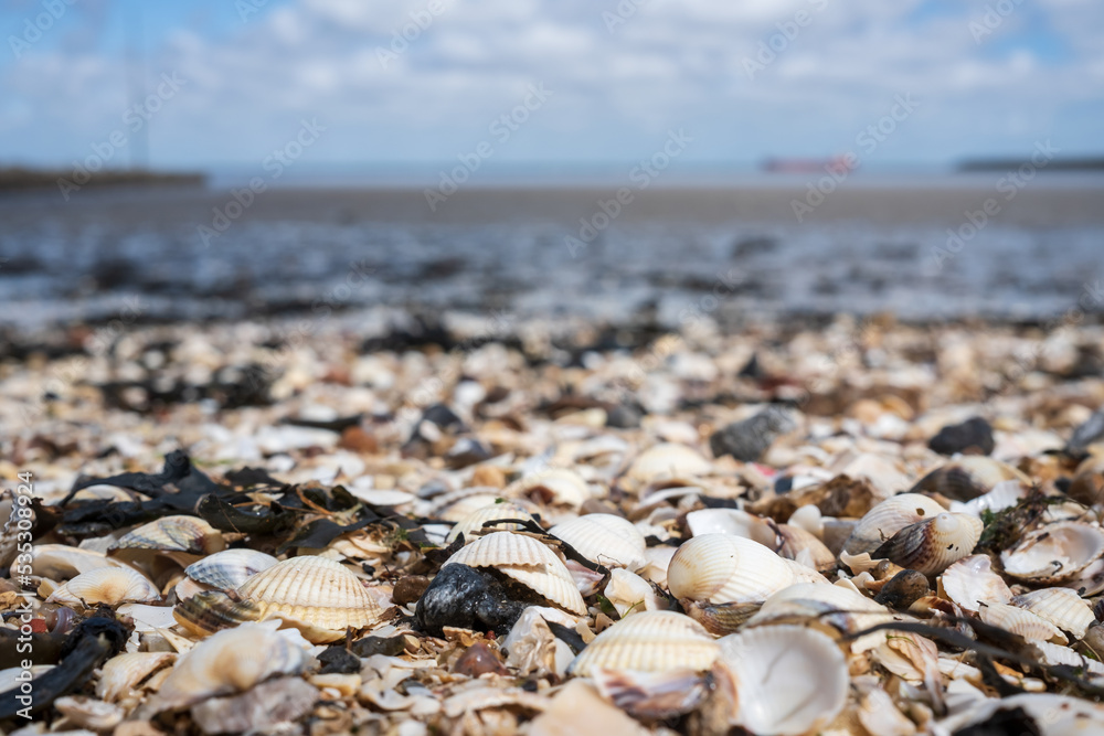 many different shells on the seashore in the sand many different shells on the seashore in the sand