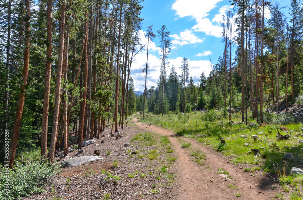 Fototapeta premium trail in the forest along Snake River in Keystone, Colorado