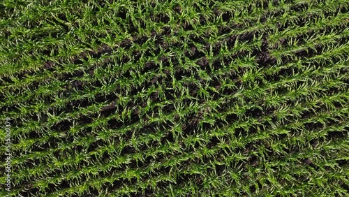 zoom out of aerial view of green corn field aerial view from above photo