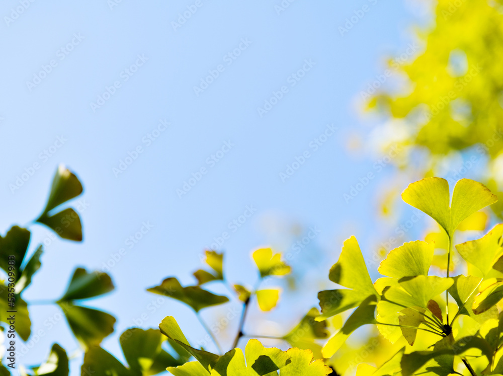 Obraz premium Close up of ginkgo leaves in the park
