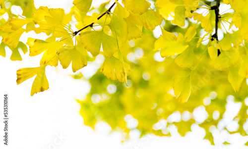 Close up of ginkgo leaves in the park