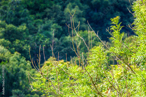 Bare tips of shoots due to Ash Dieback Disease (Hymenoscyphus fraxineus) on a large ash tree at Cloutsham in Exmoor National Park, Somerset UK. photo