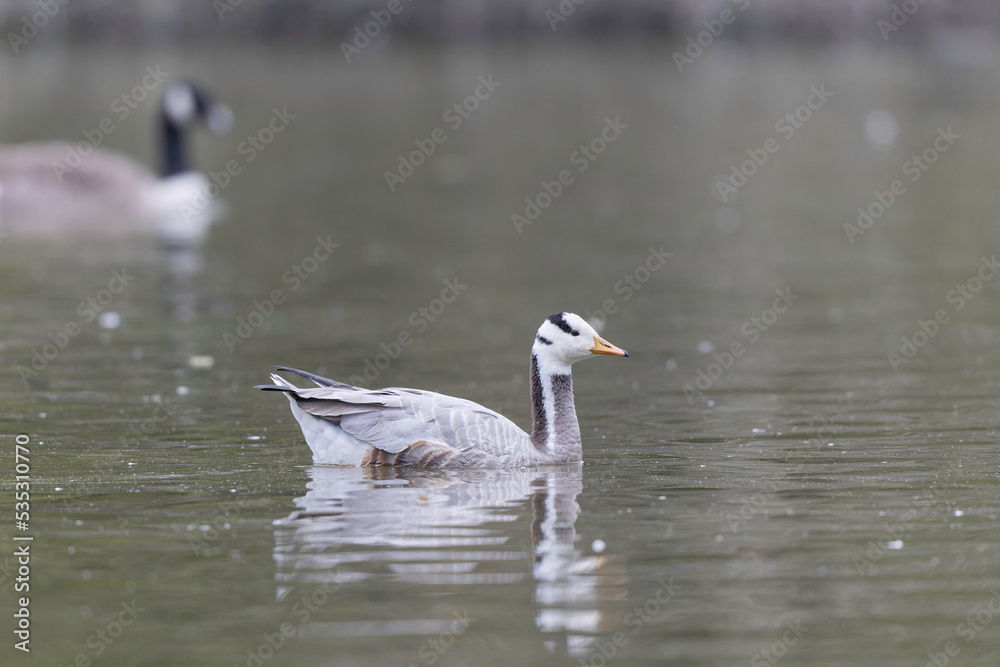 Bar-headed goose Anser indicus swimming on a pond in France Bar-headed goose Anser indicus swimming on a pond in France