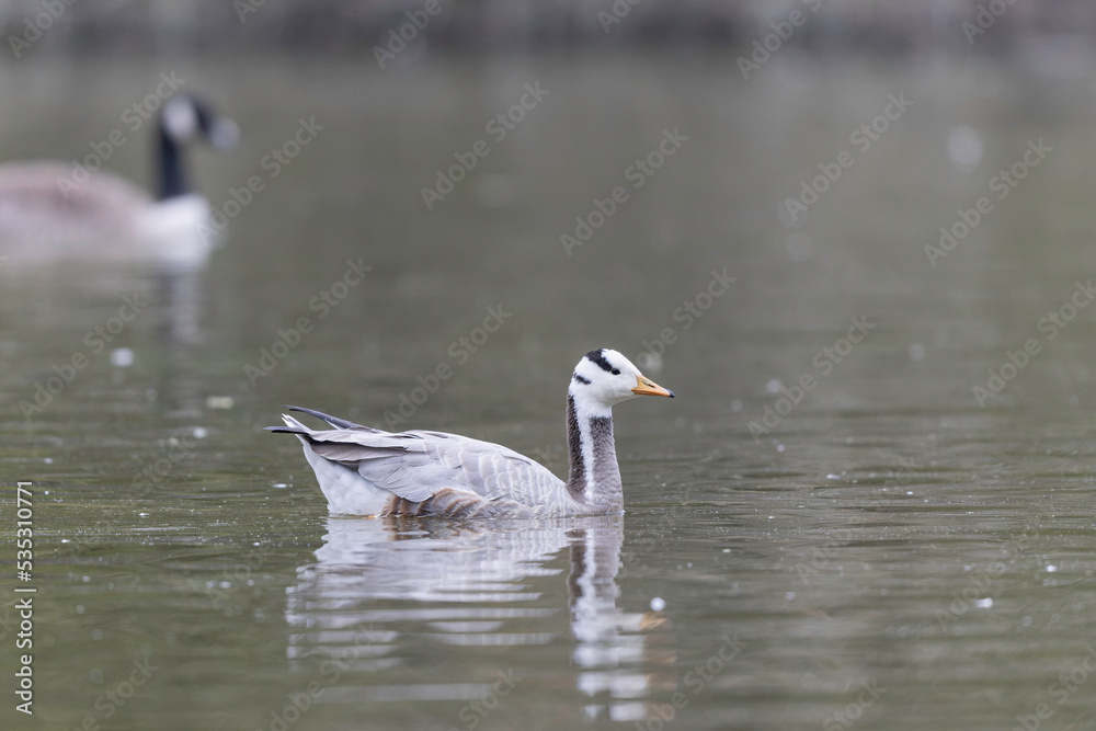 Bar-headed goose Anser indicus swimming on a pond in France Bar-headed goose Anser indicus swimming on a pond in France