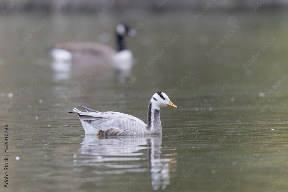 Bar-headed goose Anser indicus swimming on a pond in France Bar-headed goose Anser indicus swimming on a pond in France